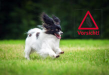 Gefahr aus den Bäumen – Eichenprozessionsspinner sind aktiv Vorsicht vor gefährlichen Nachtfaltern