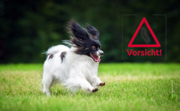 Gefahr aus den Bäumen – Eichenprozessionsspinner sind aktiv Vorsicht vor gefährlichen Nachtfaltern