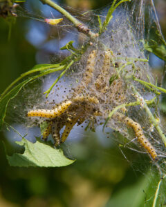 Gefährliche Nachtfalter
