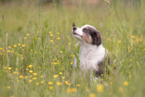 Gefährliche Nachtfalter