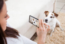 Dog Akademie – Emotionen erkennen mit KI Das Erkennen von Hundeemotionen