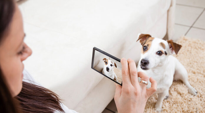 Dog Akademie – Emotionen erkennen mit KI Das Erkennen von Hundeemotionen