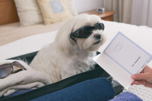 Reisen mit Hund