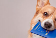 Einreisebestimmungen – Achtung Passkontrolle! Vorbereitungen auf den Urlaub mit Hund