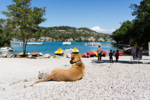 Urlaub mit Hund in den Mittelmeerländern