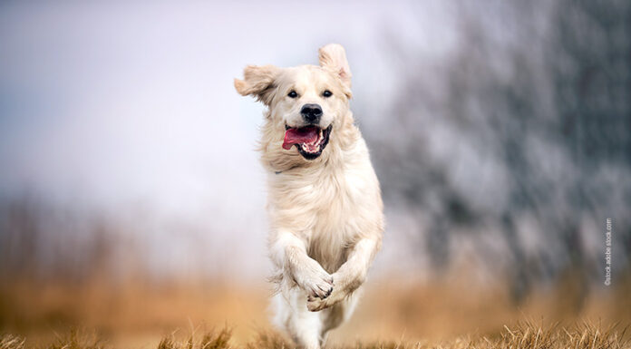 Mentale Gesundheit – Tipps für die geistige Fitness Hunde geistig fit halten