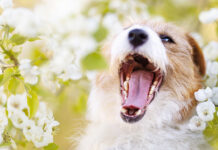 Showroom – Starke Zähne, starke Hunde Zahnhygiene beim Hund