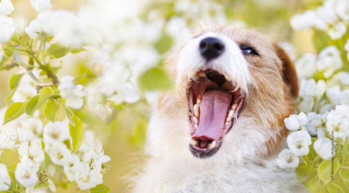 Showroom – Starke Zähne, starke Hunde Zahnhygiene beim Hund