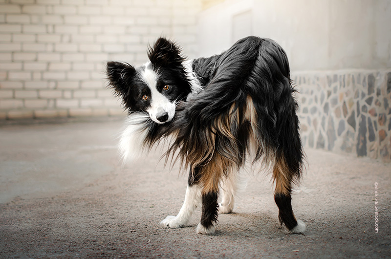 Hund und Recht-Rechtsberatung-Hunde Rechtliche Beratung für Hunde