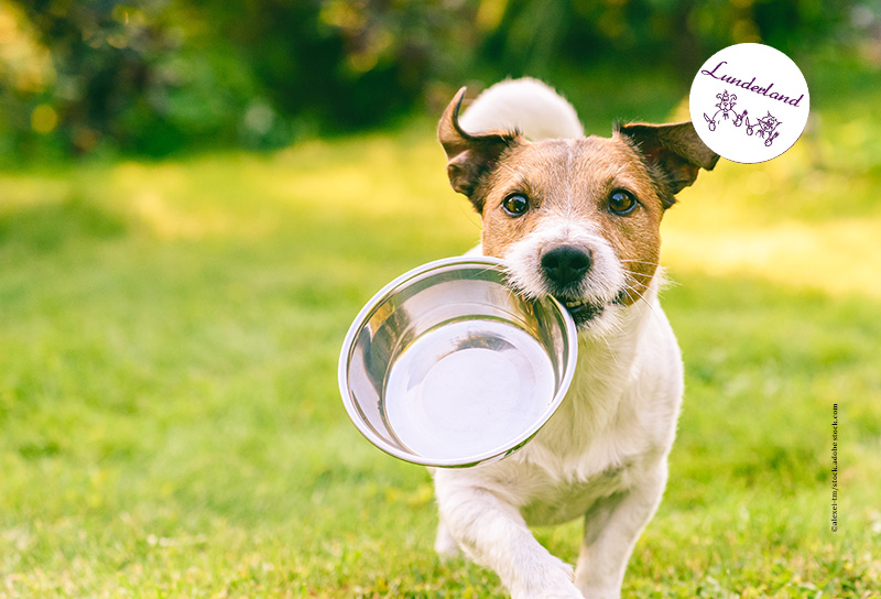 Hundeernährung-Lunderland-Aufmacher Komponentennahrung auf Reisen