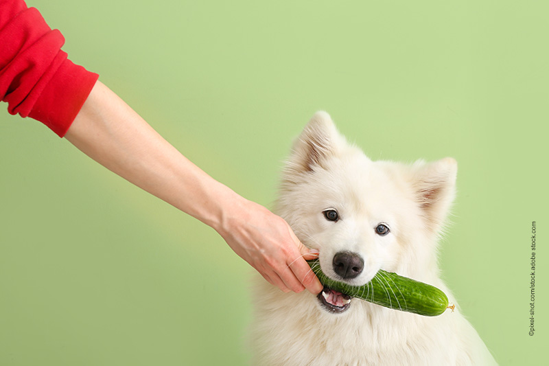Hundeernährung-Showroom-Juli-Aufmacher