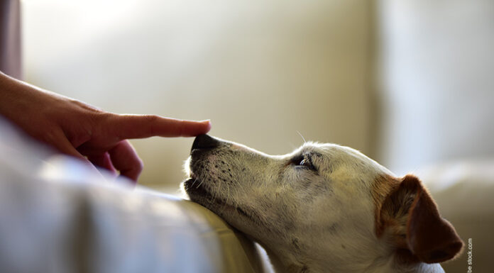 Hund im Bett – Mitschläfer mit Fell Ist der Hund als Mitschläfer erlaubt?