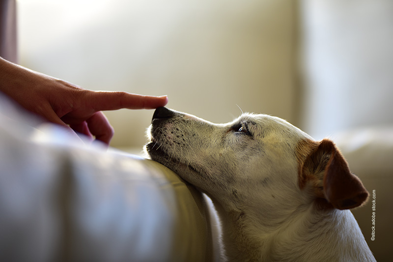 Hundeerziehung-Hund im Bett-Aufmacher Ist der Hund als Mitschläfer erlaubt?
