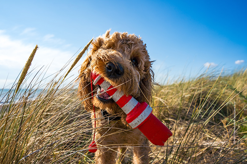 Leben mit Hund-Showroom-Reisezeit