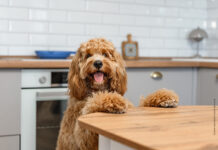 Showroom – Unbeschwert genießen Hundefutter bestellen