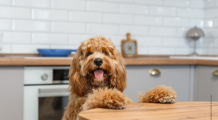 Showroom – Unbeschwert genießen Hundefutter bestellen