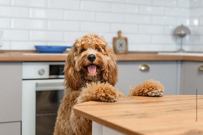 Showroom-Hundeernährung-Unbeschwert genießen Hundefutter bestellen