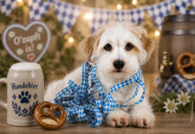 Showroom – Das DOGtoberfest im Hundenapf Hunde feiern ihr DOGtoberfest