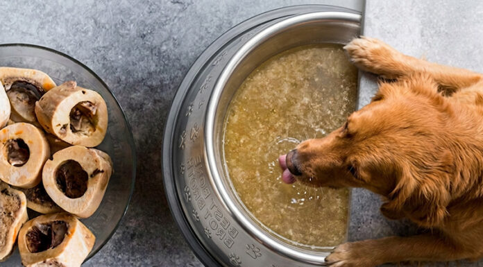 Knochenbrühe für Hunde – Wann ist sie sinnvoll?