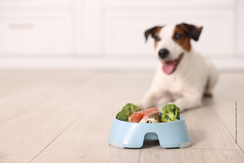 Hundeernährung-Showroom-Spezielle Ansprüche Futter für besondere Ernährungsansprüche