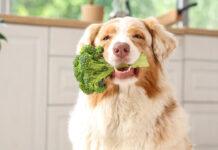 Showroom – Happy End bei Verdauungsproblemen Hochwertiges Hundefutter entdecken