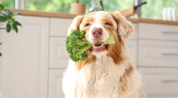 Showroom – Happy End bei Verdauungsproblemen Hochwertiges Hundefutter entdecken