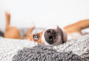 Sauberkeit im Hundehaushalt