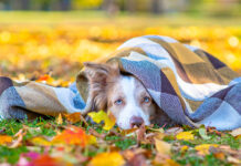 Showroom – Produkte für das perfekte Herbstfeeling Tolle Ideen für den Hundeherbst