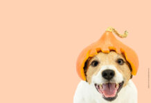 Showroom – So schmeckt der Herbst Herbstliche Highlights im Futternapf
