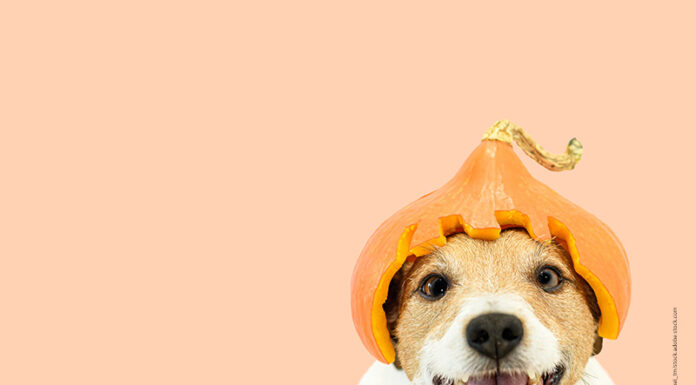 Showroom – So schmeckt der Herbst Herbstliche Highlights im Futternapf