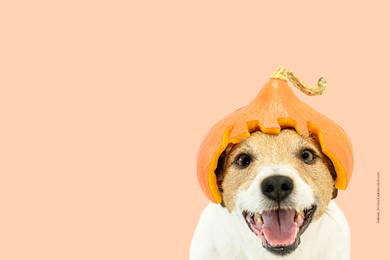 Herbstliche Highlights im Futternapf