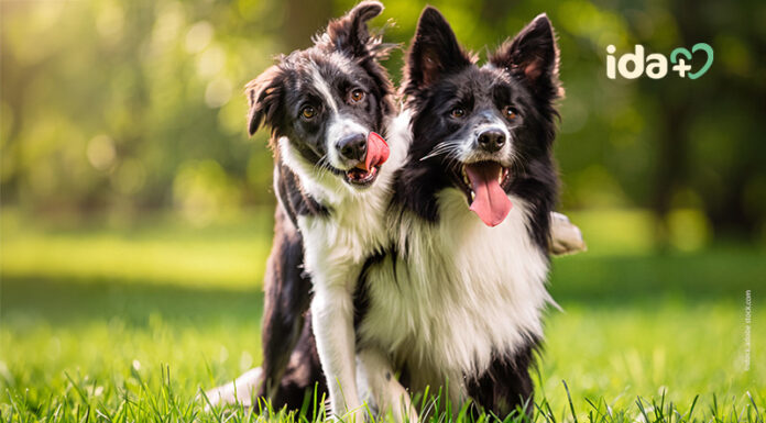 ida+ – Junioren und Senioren gezielt unterstützen Nahrungsergänzungen für den Hund